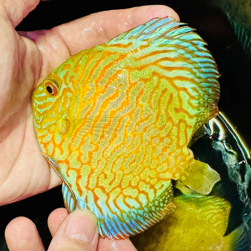 Yellow Tiger Turquoise Discus
